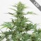Насіння Auto CBD Industrial Plant Feminised