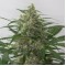 Насіння Auto Moby Dick XXL Feminised