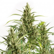 Auto Original Amnesia Feminised