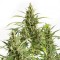 Насіння Auto Original Amnesia Feminised