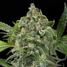 Auto White Cheese Feminised