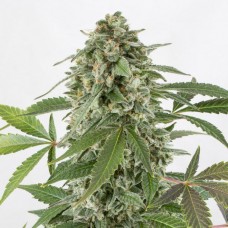 Насіння Auto White Widow Feminised