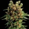 Насіння California Hash Plant Feminised
