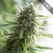 Насіння CBD Critical Mass Feminised