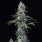 Auto CBD Amnesia Feminised