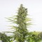 Auto CBD Amnesia Feminised