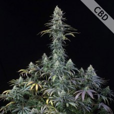 Насіння CBD Early Amnesia Feminised