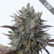 Насіння CBD Purple Orange Feminised