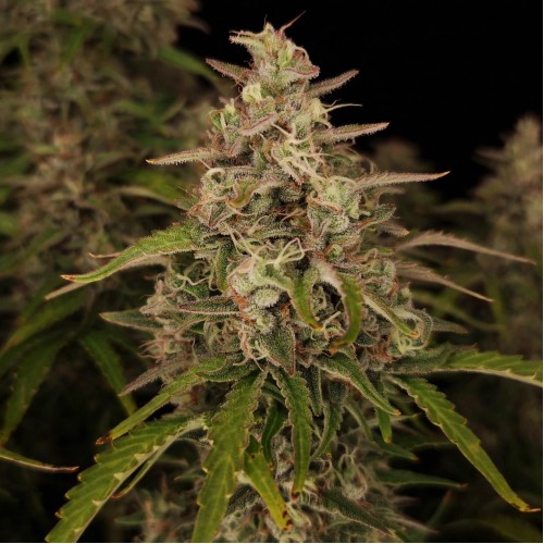 Насіння Auto Chronic Ryder BX Feminised