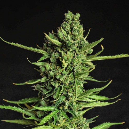 Auto Devotchka Feminised seeds