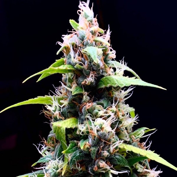 Sour Puffs Feminised seeds
