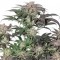 Насіння Bubba Island Kush Feminised