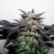 Насіння Bubba Island Kush Feminised