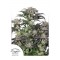 Насіння Bubba Island Kush Feminised