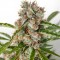 Насіння Auto Orange Bud Feminised