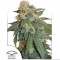 Насіння Auto Orange Bud Feminised