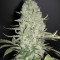 Насіння Auto White Widow Feminised