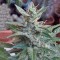 Насіння Auto White Widow Feminised