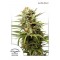 Насіння Auto White Widow Feminised