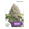 Насіння Auto CBD Charlotte*s Angel Feminised