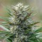 Насіння Master Kush Feminised