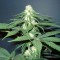 Насіння Master Kush Feminised