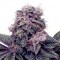 Насіння Auto Blackberry Kush Feminised