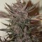 Насіння Auto Blackberry Kush Feminised
