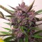 Насіння Auto Blackberry Kush Feminised