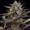 Насіння Auto Blueberry Feminised