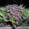 Насіння Auto Blueberry Feminised