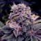 Насіння Auto Blueberry Feminised
