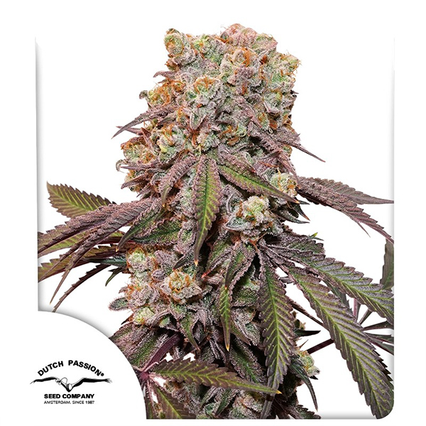 Auto Candy Bubatz XL Feminised seeds