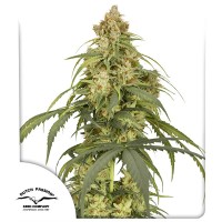 Auto CBD-Victory Feminised seeds