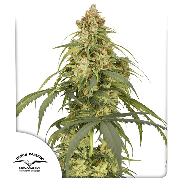 Auto CBD-Victory Feminised seeds