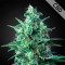 Насіння Auto CBD White Widow Feminised