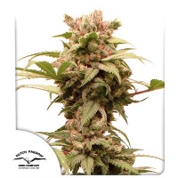 Auto CBG-Force Feminised seeds
