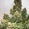 Насіння Auto CBD Charlotte*s Angel Feminised