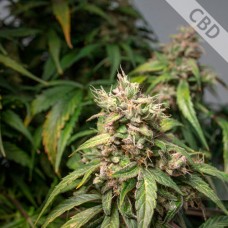 Насіння Auto CBD Charlotte*s Angel Feminised