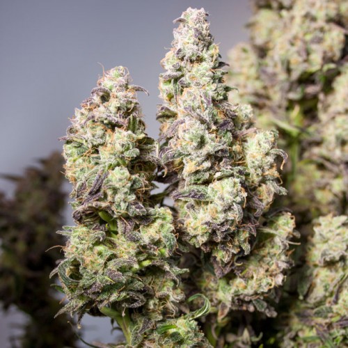 Auto Colorado Cookies Feminised 