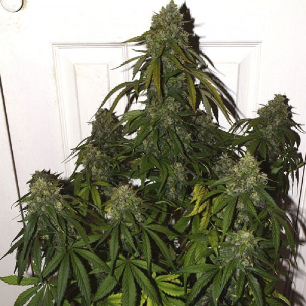 Auto Colorado Cookies Feminised 