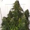 Auto Colorado Cookies Feminised 