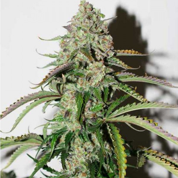 Auto Colorado Cookies Feminised 