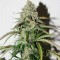 Auto Colorado Cookies Feminised 