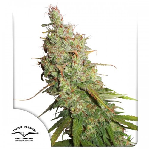 Auto Desfrán Feminised seeds
