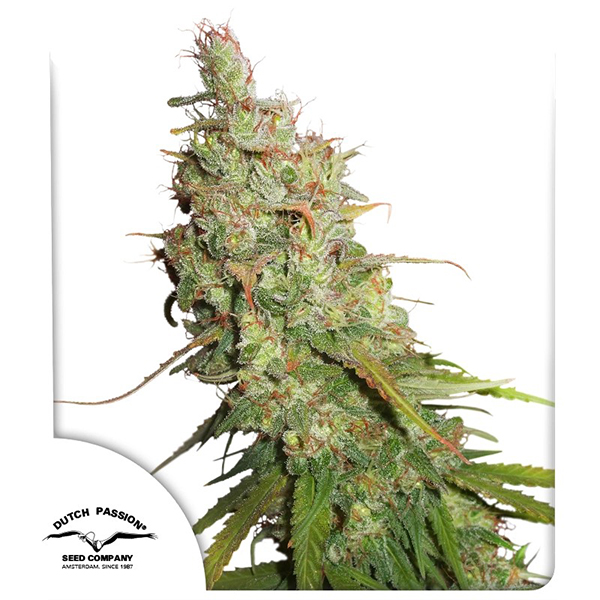 Auto Desfrán Feminised seeds