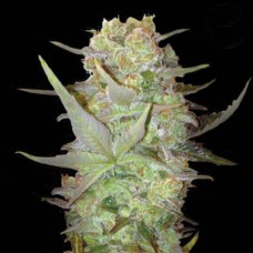 Насіння Auto Durban Poison Feminised