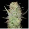 Auto Durban Poison Feminised