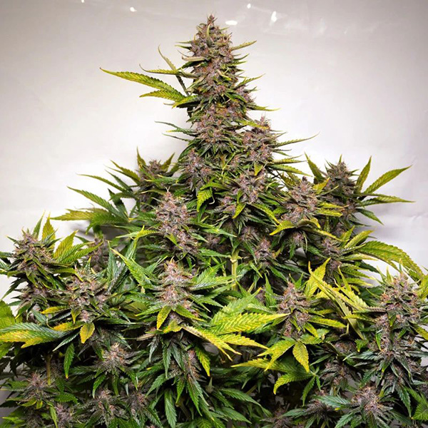 Auto Forbidden Cherry Feminised seeds