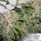 Насіння Glueberry OG Feminised